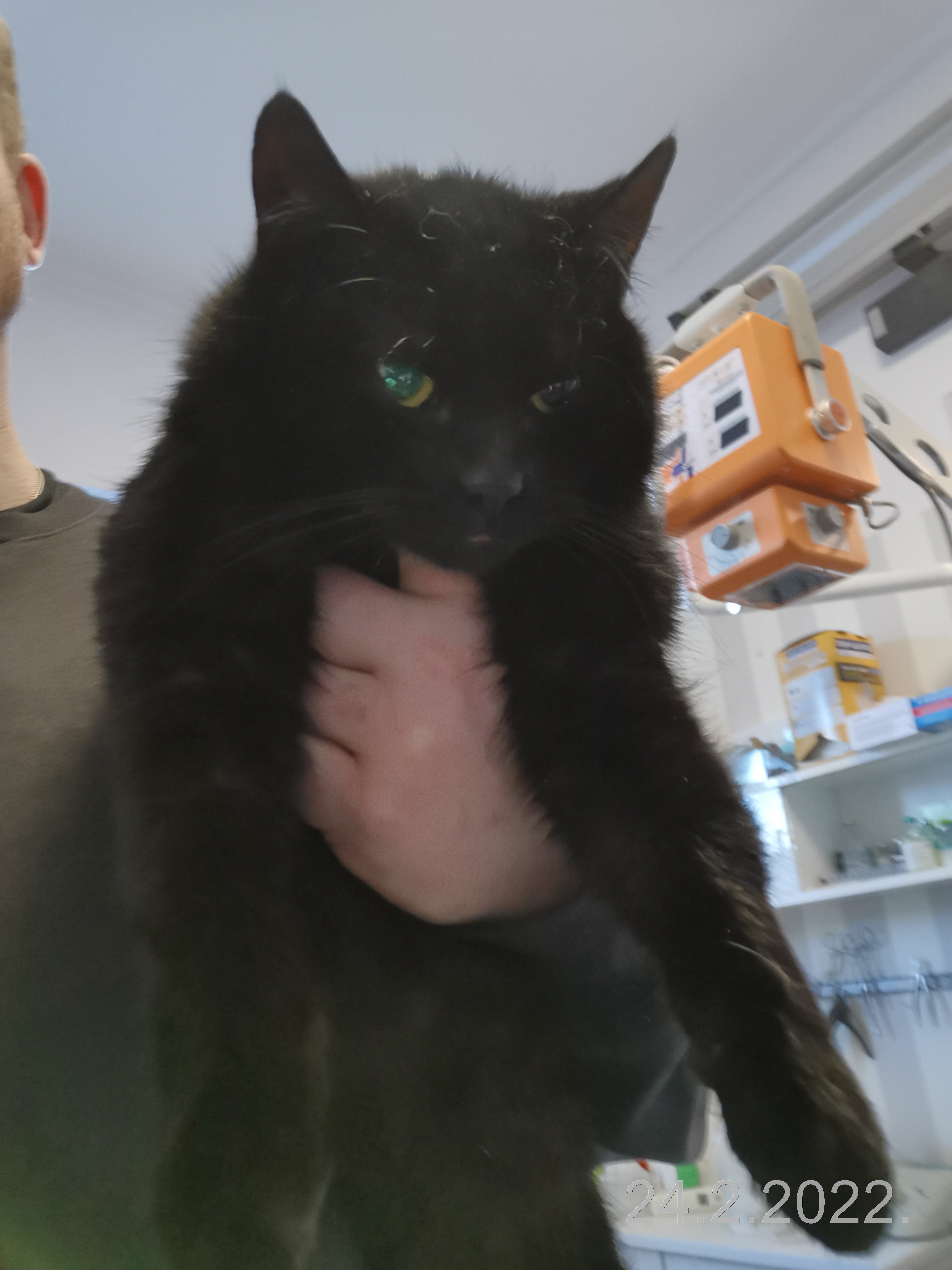 Czarny kot trzymany na rękach przez weterynarza