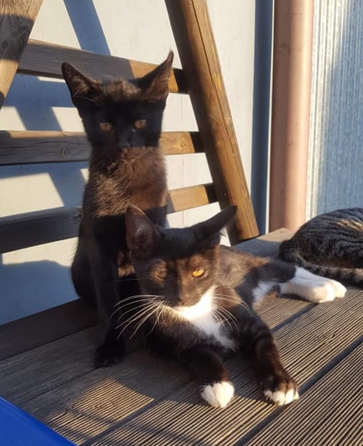 dwa koty - czarny i czarno-biały