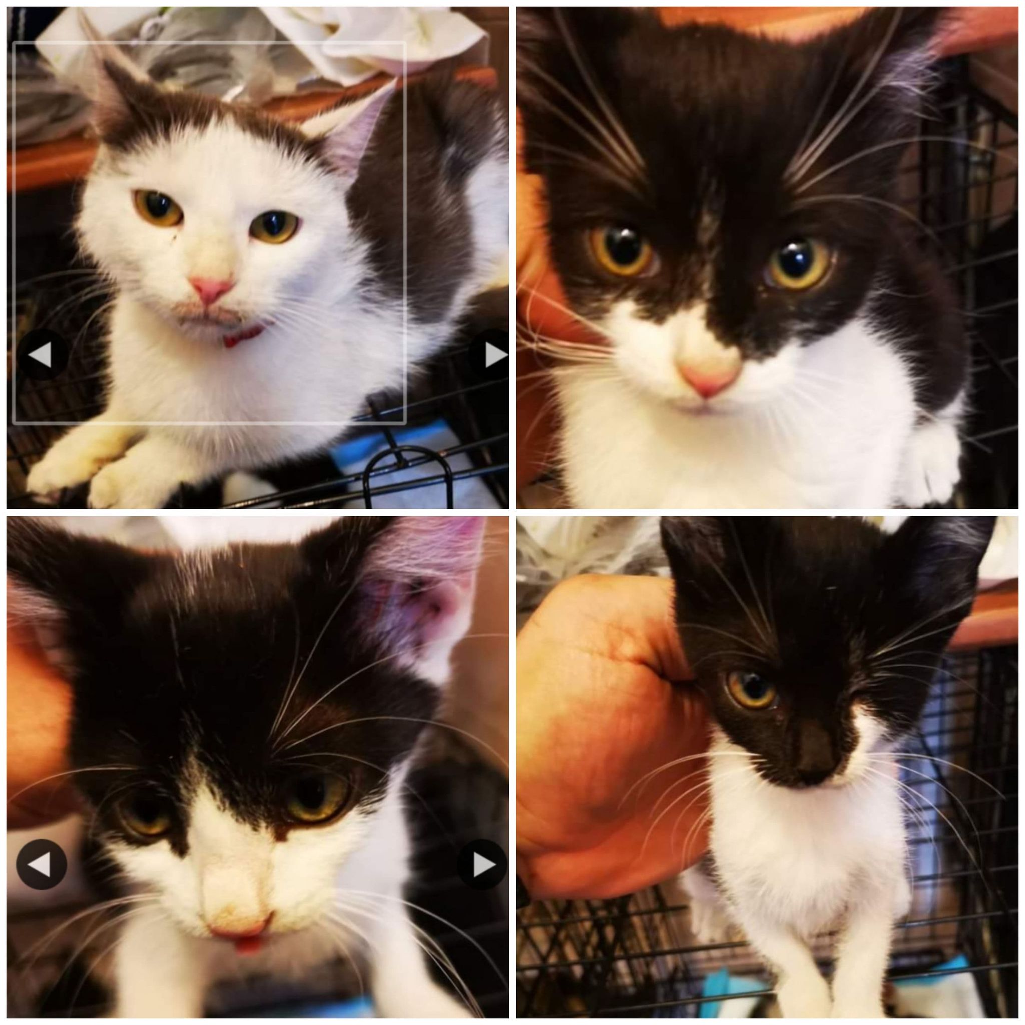 Cztery zdjęcia czarno-białych kotów