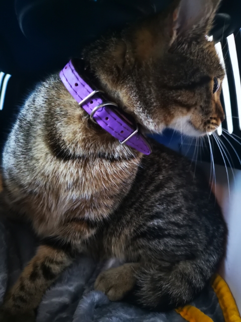 Pręgowany kotek z fioletową obrożą