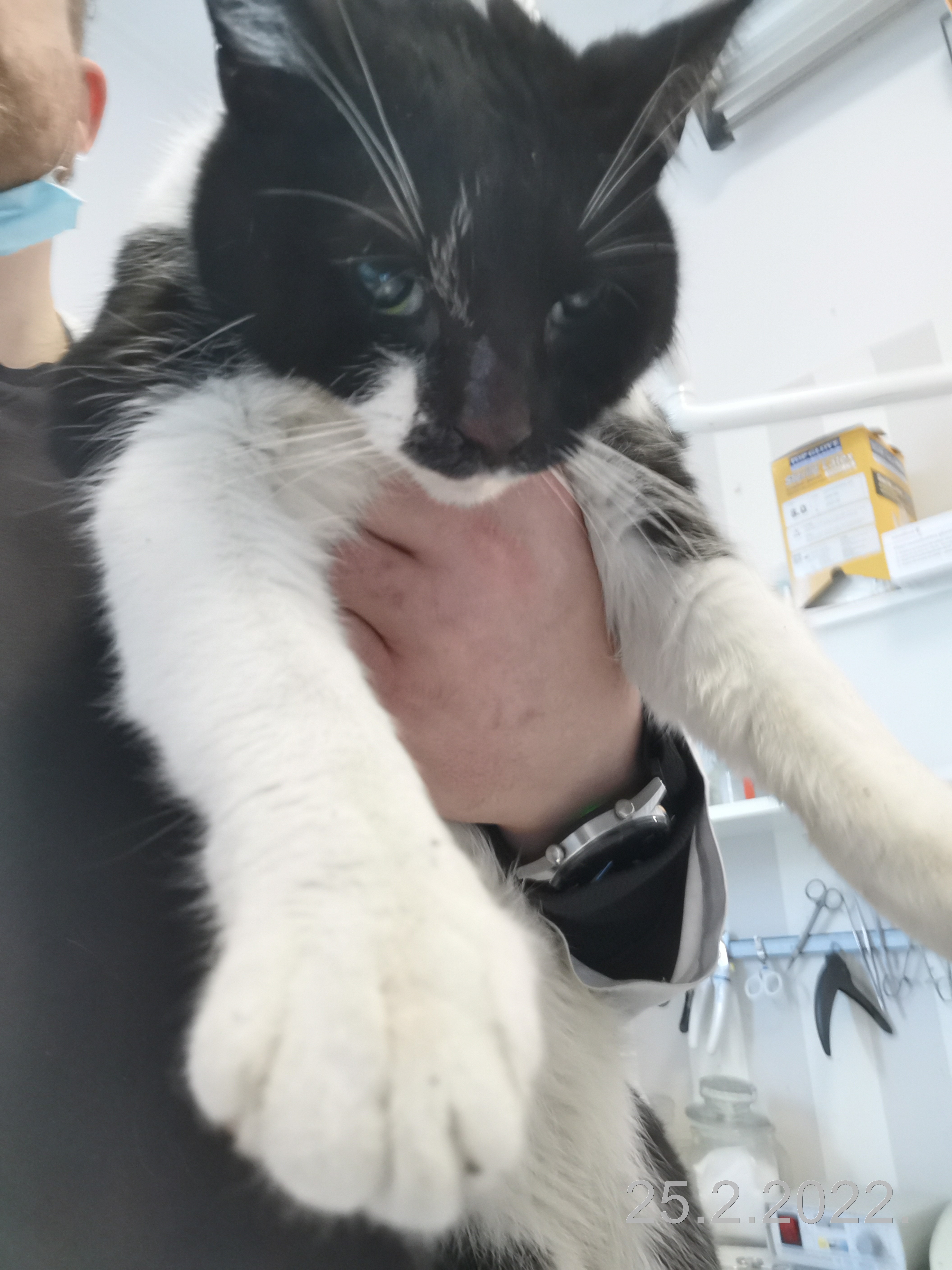 Kot trzymany na rękach przez weterynarza