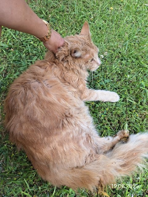 Rudy kot leżący na trawie